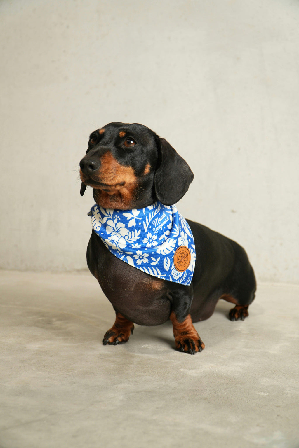 Surf Dog Bandana